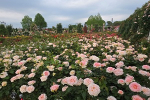 곡성군, 축제는 끝났지만 장미의 아름다움은 지금부터...
