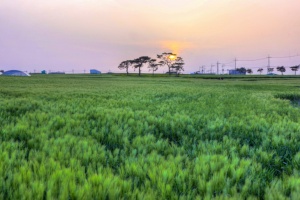 포항시, 호미곶은 지금 유색보리밭 절경...봄을 수놓는다 