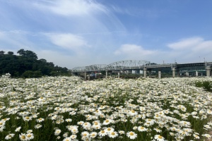 공주시, ‘샤스타데이지의 향연’ 미르섬으로 초대합니다!