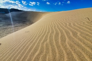 태안군, ‘국내 최고 생태축제’ 대한민국 사구축제 6월 7일 개최!