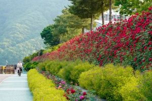 단양군, 수천 송이 장미의 향연, 장미에 물든 단양