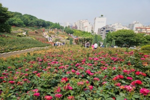 부천시, 2만㎡ 규모 장미정원, 도당공원 백만송이장미원