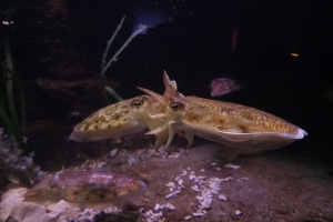 전라남도 해양수산과학관, 새단장하고 재개관