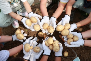 괴산군, “감자에 반하고, 감물에 반하다” 제14회 감물감자축제 개최