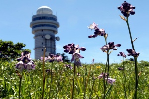야생화의 보고, 단양 소백산에 초여름 들꽃 활짝