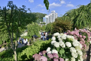 공주시, ‘제4회 공주 유구색동수국정원 꽃 축제’ 6월 27일 개막