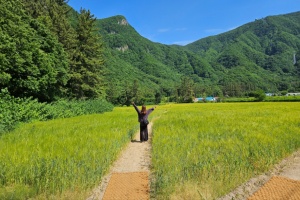 울릉군, ‘나리분지 보리밭 조성, 치유의 공간으로 인기’