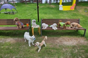 순천만국가정원, 15일 ‘백문이불여일犬, 순천만국가정원 犬과함께’ 