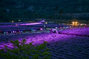 동해시, 보라빛과 달빛의 만남, 무릉별유천지 라벤더 축제 14일 개막
