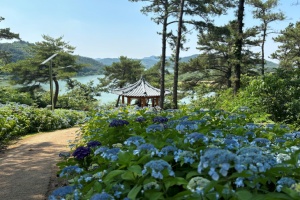 나주시, 동강 한반도지형 전망대 수국꽃길, 수국 명소로 인기 