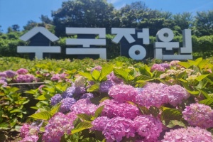 신안, 1억 송이 수국 향연, 신안 ‘섬 수국축제’ 도초도에서 개최 