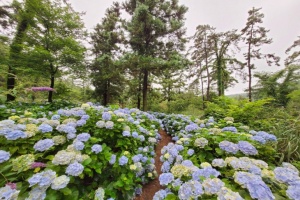 전남도 민간정원·수목원서 8월 말까지 여름꽃 수국 축제 