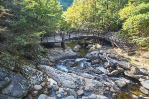 단양군의 청정 계곡, 여름 피서지로 큰 인기
