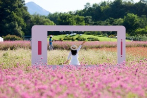 양주시, 천만송이 천일홍 물결…‘제7회 천만송이 천일홍 축제’ 개막