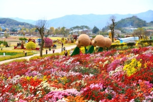 고인돌 왕국 '2025 화순 고인돌 가을꽃 축제' 17~26일 개최