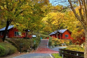 예산군 봉수산 자연휴양림·수목원 단풍 절정