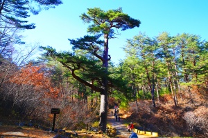 울진군, 깊어가는 가을, 철도로 떠나는 울진 걷기 여행