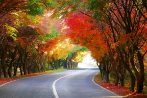 완도군, 슬로시티 청산도, ‘단풍길 소풍’ 행사 개최