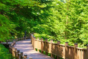 보성군 제암산자연휴양림·치유센터, 사계절 체험형 치유 관광지로 주목