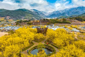 구례에 피어나는 노란 설렘, 구례산수유꽃축제 14일 개막