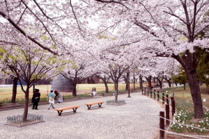 김해를 꽃 대궐로 만들 봄꽃 명소는 어디? 