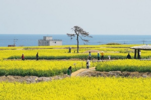 포항 호미반도 유채꽃 축제, 4월 4~5일 개최