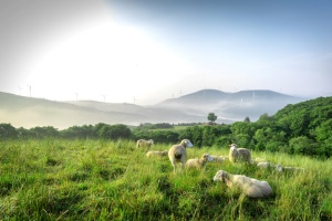 강원도, 명실상부한 웰니스관광 성지로 ‘우뚝’