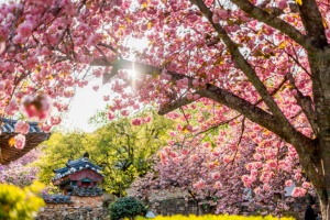 순천시, 분홍빛 꽃비 아래 내 마음도 ‘차(茶)오르는 봄’ 웰니스 여행