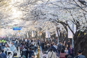 영등포구, ‘봄의 정원, 모두 함께’…여의도 봄꽃축제 개최 