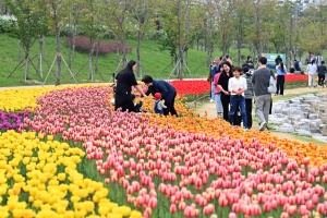 하남시, 도심 곳곳 봄꽃 물결…벚꽃 튤립 볼거리 풍성