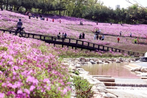 노원구, 벚꽃 지고 철쭉 활짝, <불암산 철쭉제> 16일~ 26일 개최