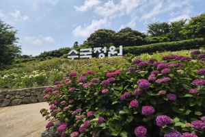 신안군, 바다 건너 만나는, '섬 수국축제' 개최
