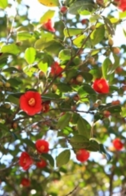 파란 바다 가운데 빨간 점하나 지심도의 동백빛깔