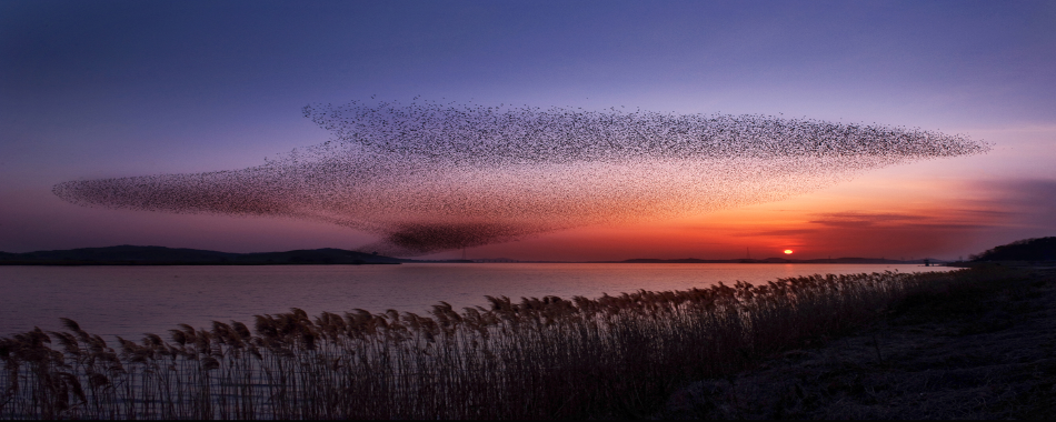 겨울 철새 따라 떠나는 탐조기행
