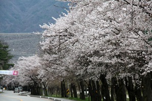 소양강댐 벚꽃 휘날리는 물길을 아시나요?
