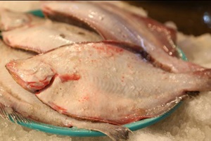 봄이 오면 바다에는 도다리 오네