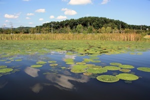 봄의 생태여행, 강릉 경포생태문화탐방길