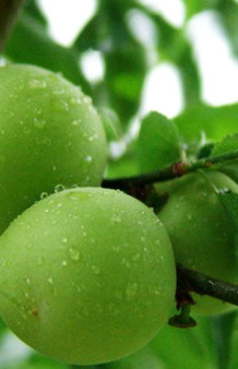 매화 지고 매실 오네